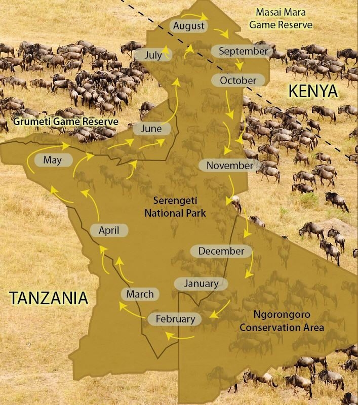 Naturschauspiel: Große Tierwanderung Serengeti